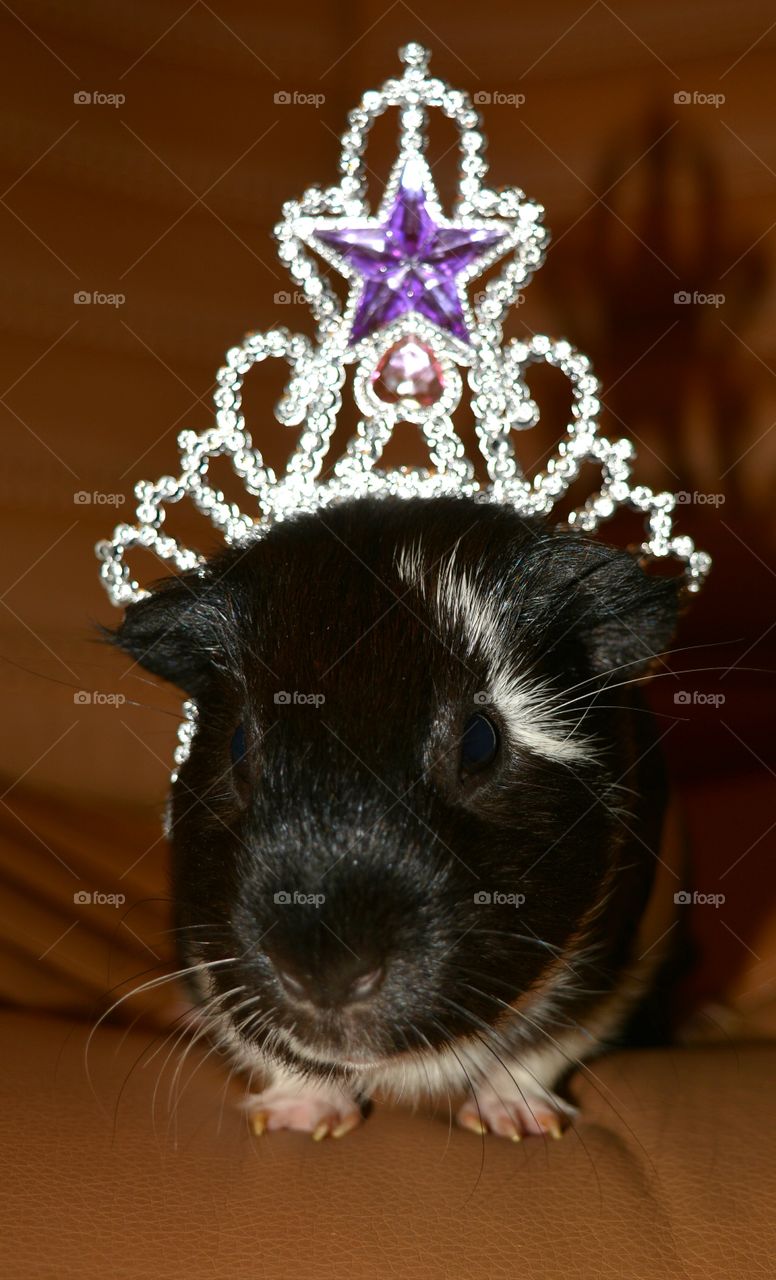 Portrait of guinea pig with crown on head