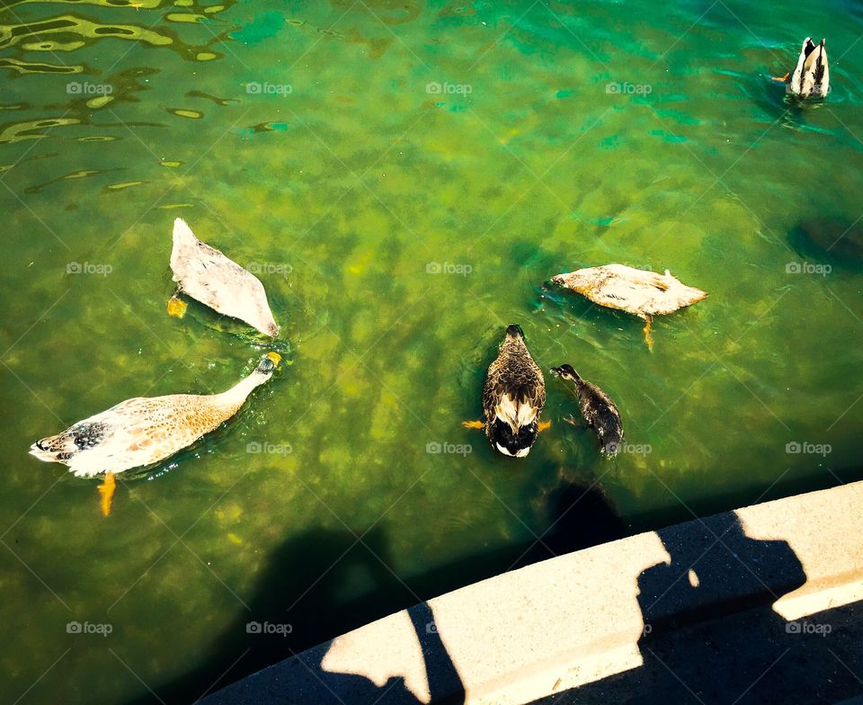 Feeding time for my favorite duck in the pond. 
Love ducks. Love waters. They are good combinations. Ducks are cute, calm, and peaceful. 