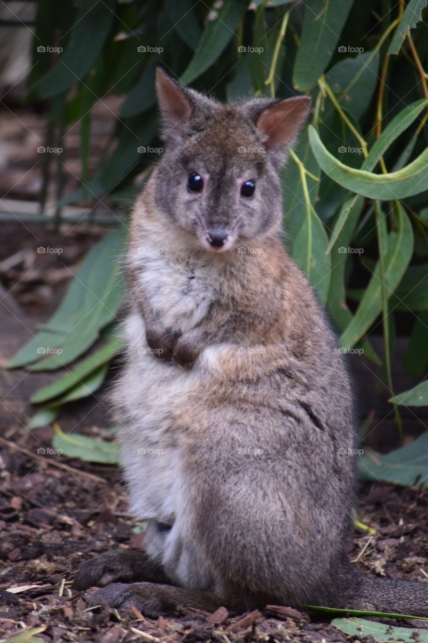 Wallaby at Featherdale Wildlife Park in Sydney, Australia 