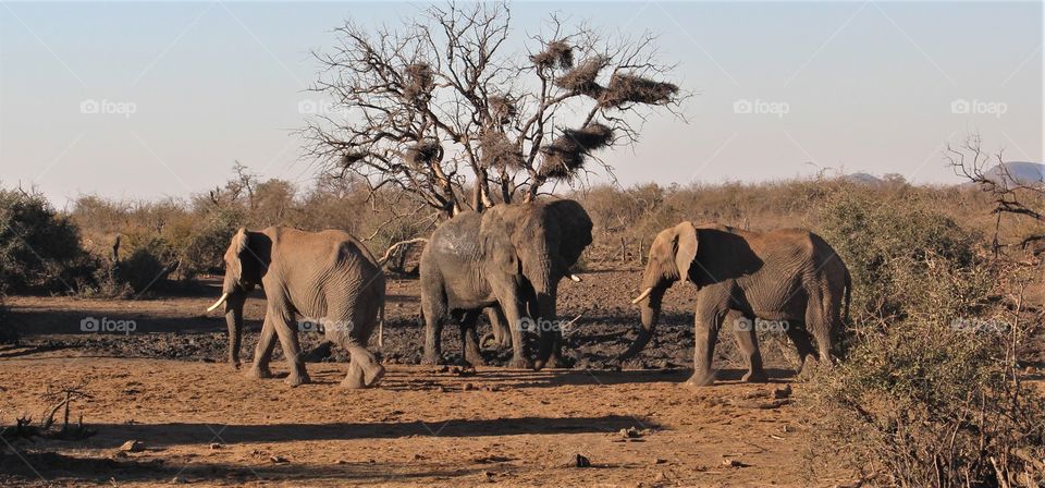 Elephants at the water hole