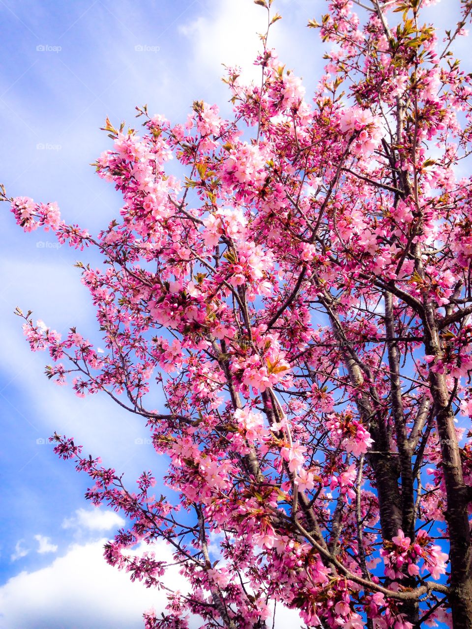 pink cherry blossom