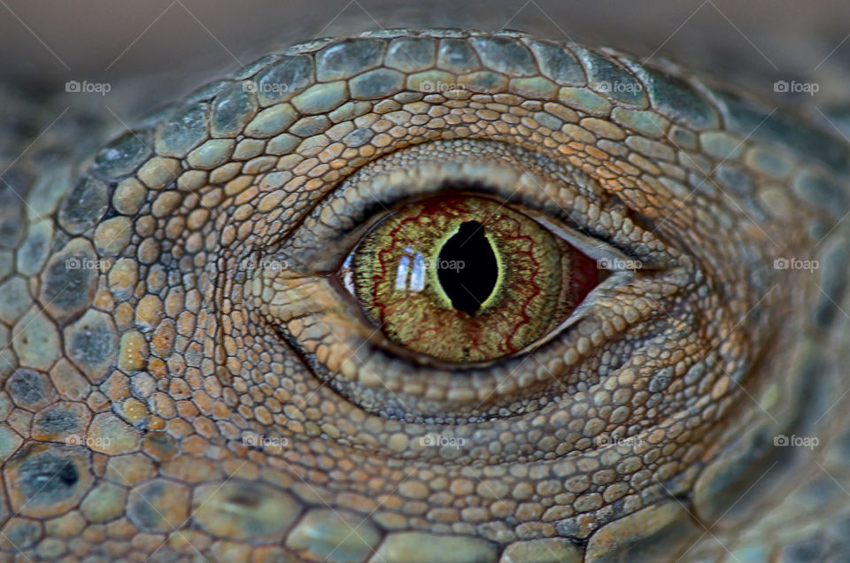 Iguana's eye