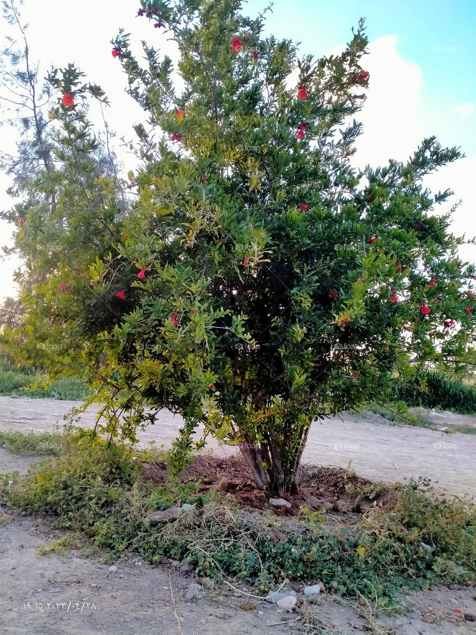 How beautiful than the Romans trees