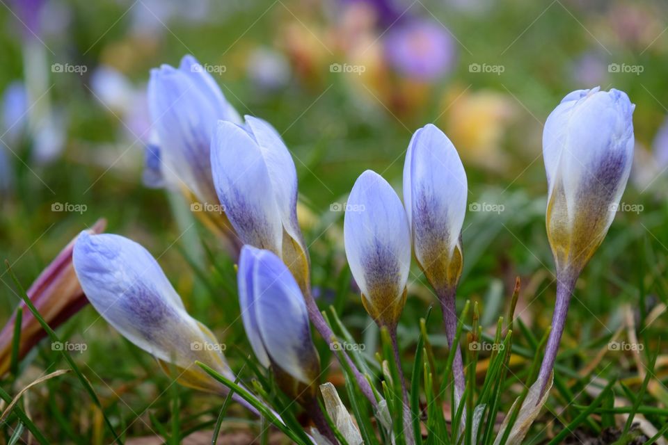 Purple flowers in springtime