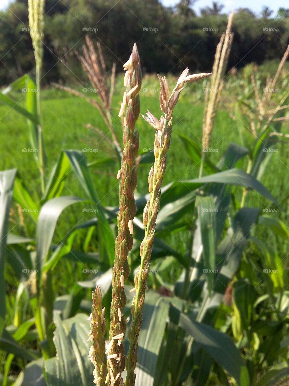 corn flower. corn flower