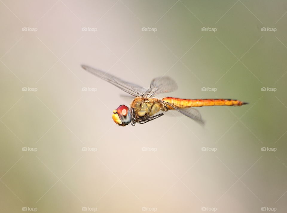 Wandering glider . Flyng for stable at the day . Spreading well of the wings , and that's yellow colouring character to look for yellow - red orange of the abdomen - tailed . Female character of this species . And be going to easy captured at the air