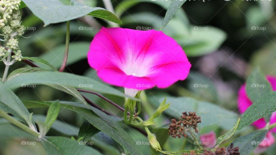 Spring morning glory