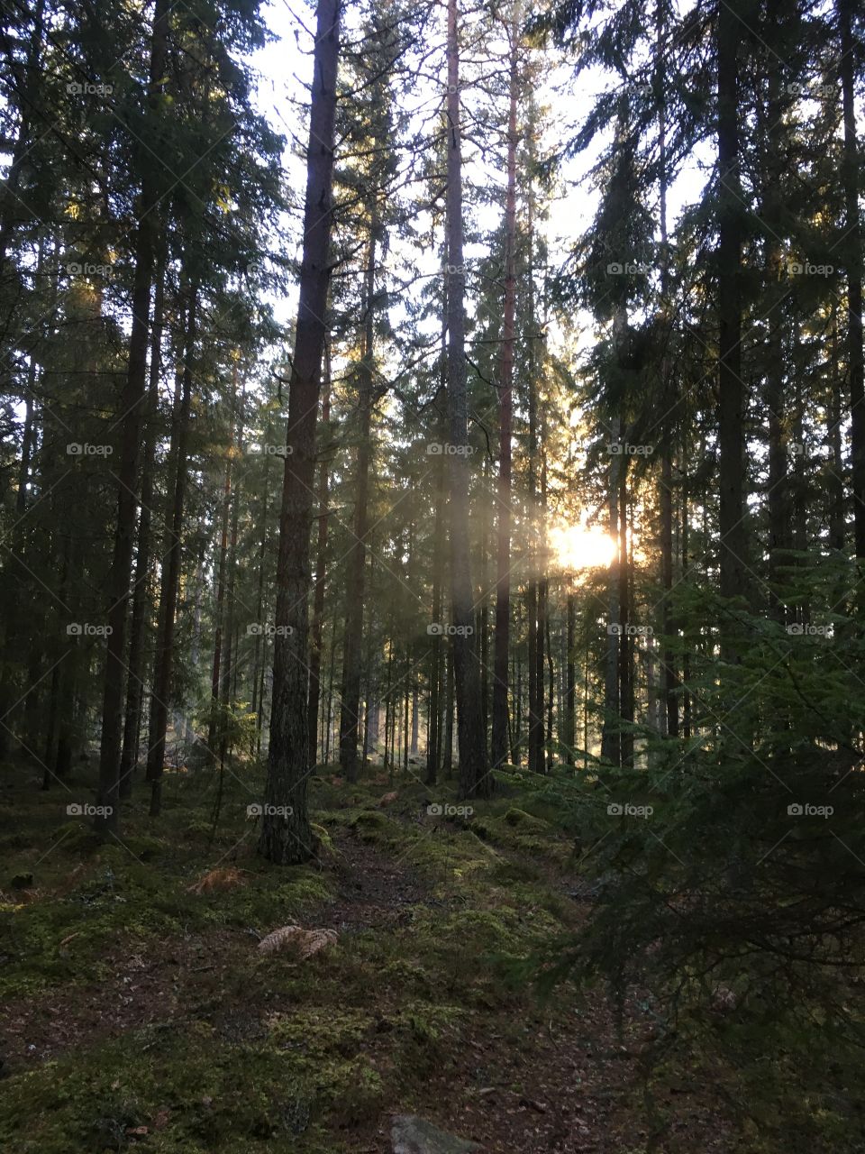 Sunlight falling on trees in forest