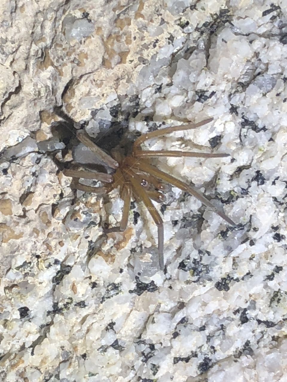 Kukulcania spider