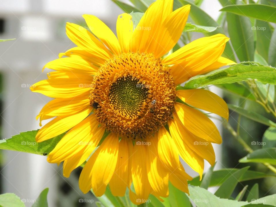 A bee and its sunflower. The vibrant yellow stands out together with the intrinsic details of the sunflower. Who knew that the small bee would have such a big role in this relationship.
