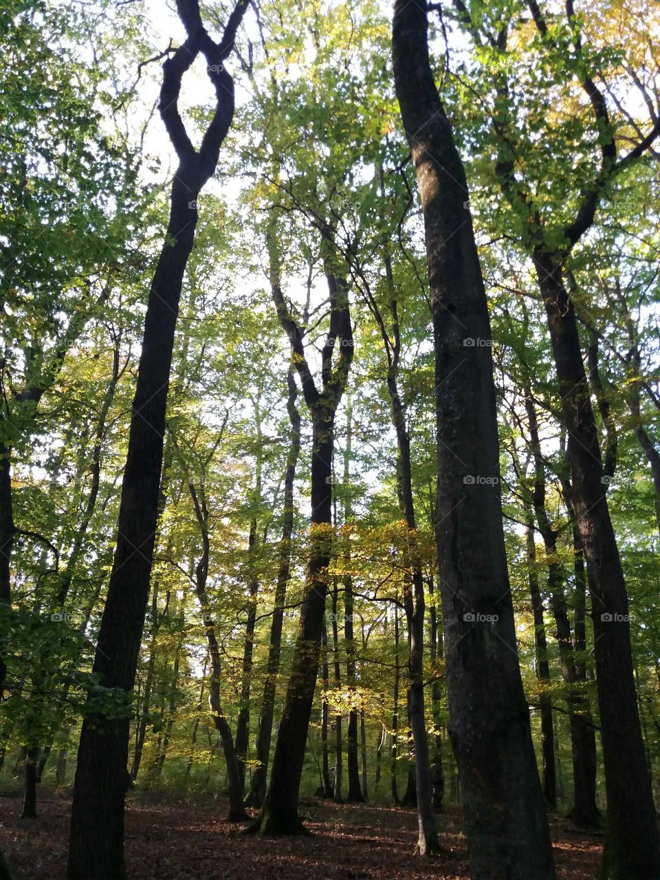 fall evening light in woods