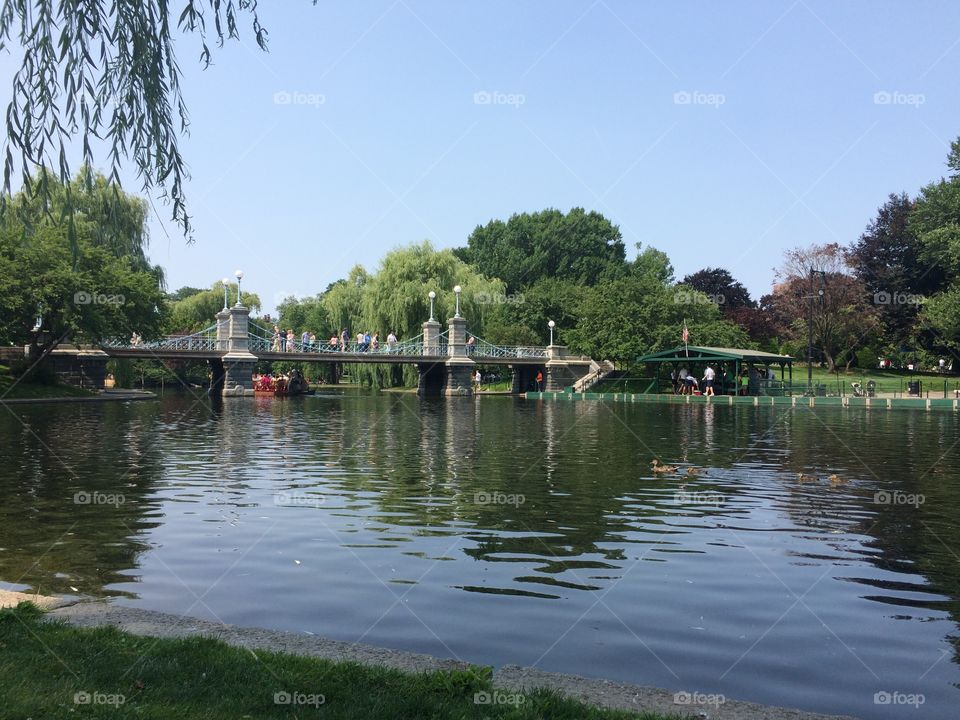 Boston Public Garden. Bridge and pond in Boston Public Garden