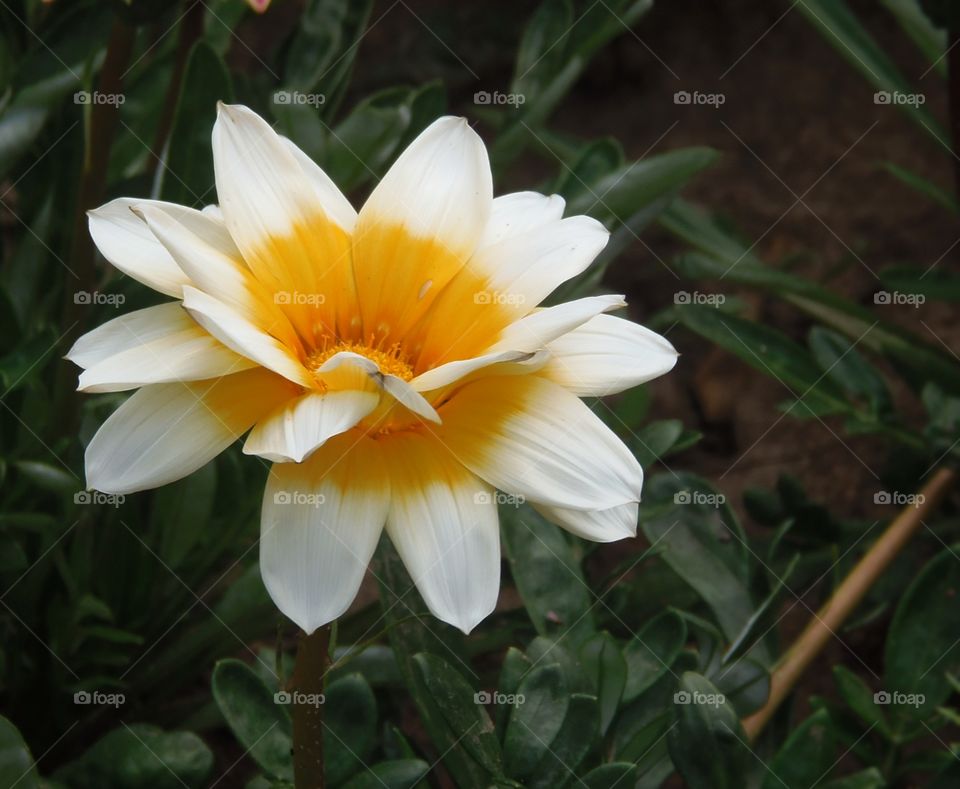 white and yellow flower portrait