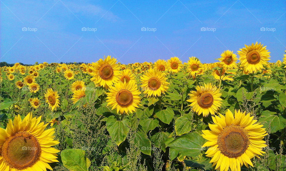 Field of sunflowers