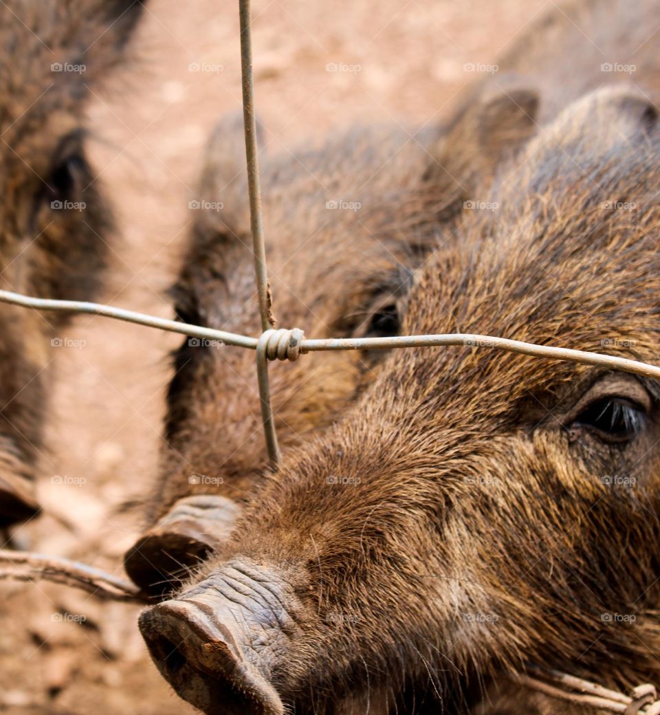 Three wild baby boars inside a fence. Blured Background