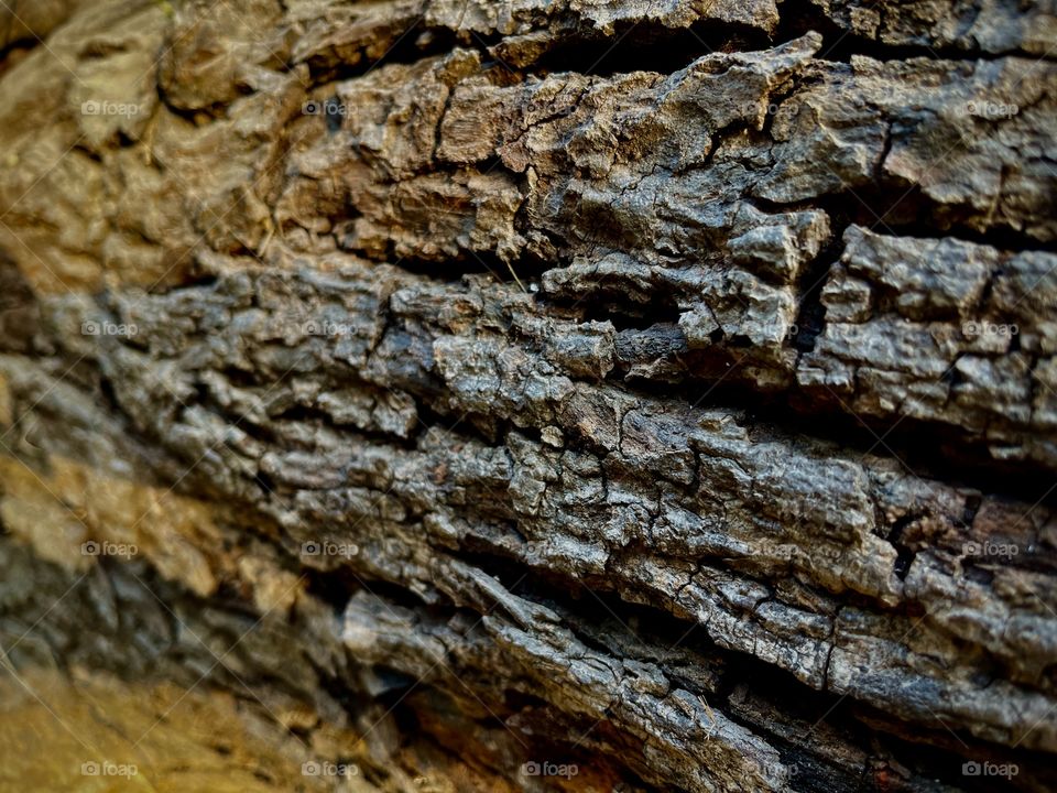 All our wisdom is stored in trees 🌳