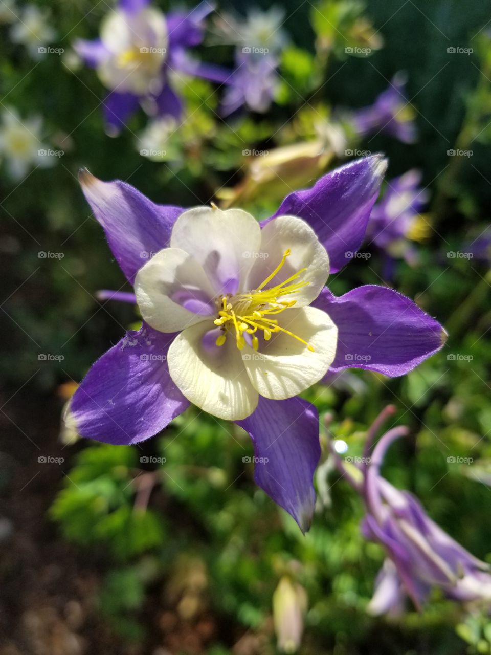 columbine