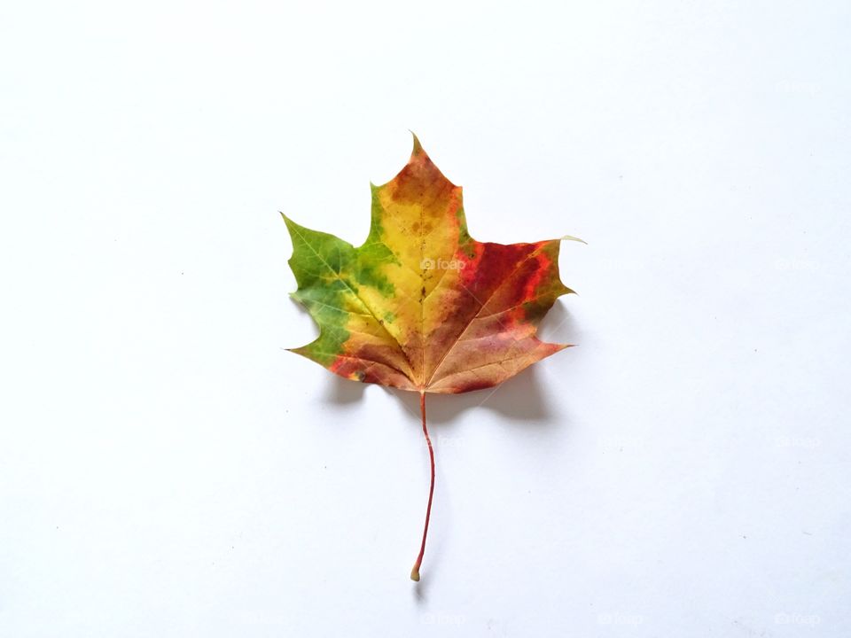 Colorful fall leaf