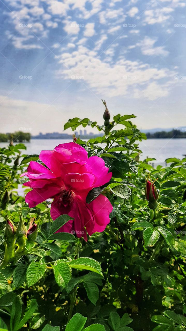 яркий малиновый пион на фоне реки