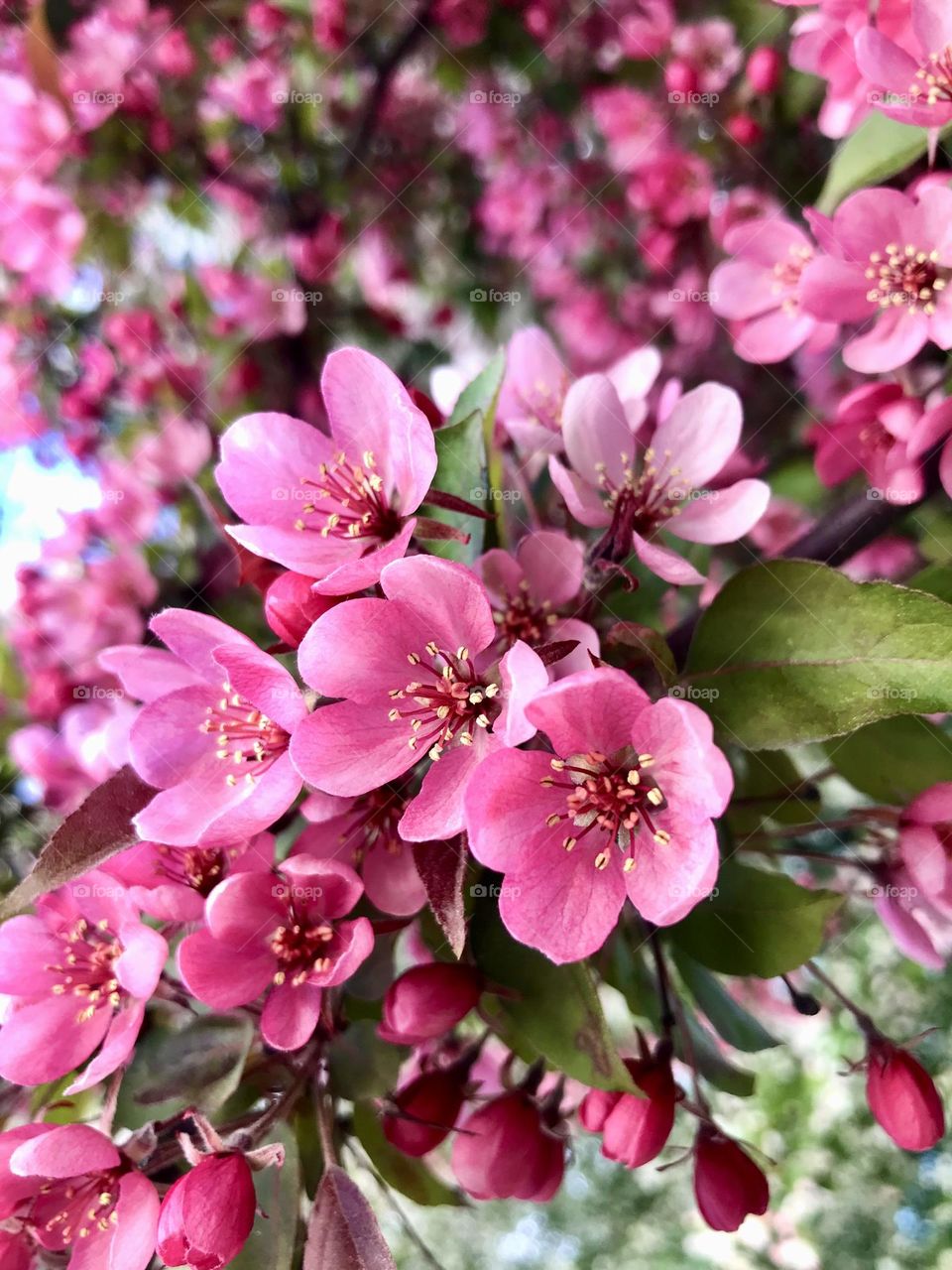 A blooming rose tree.