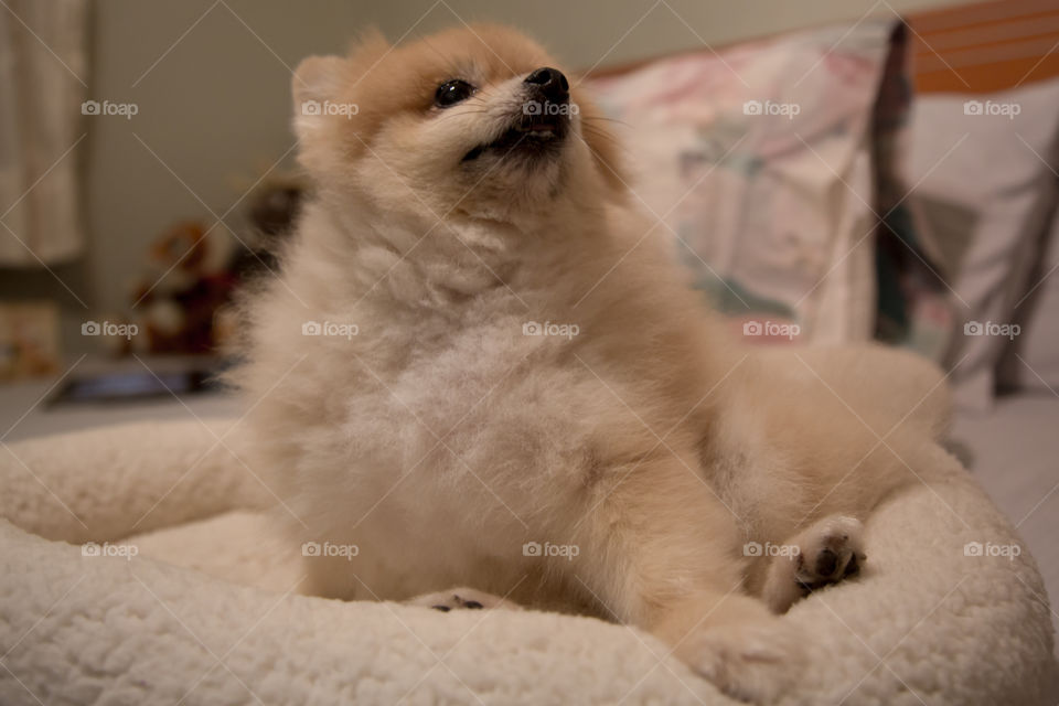 Happy Pomeranian 