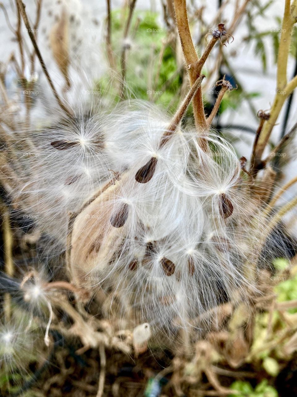 Milkweed asclepias seeds and fluff in autumn garden 