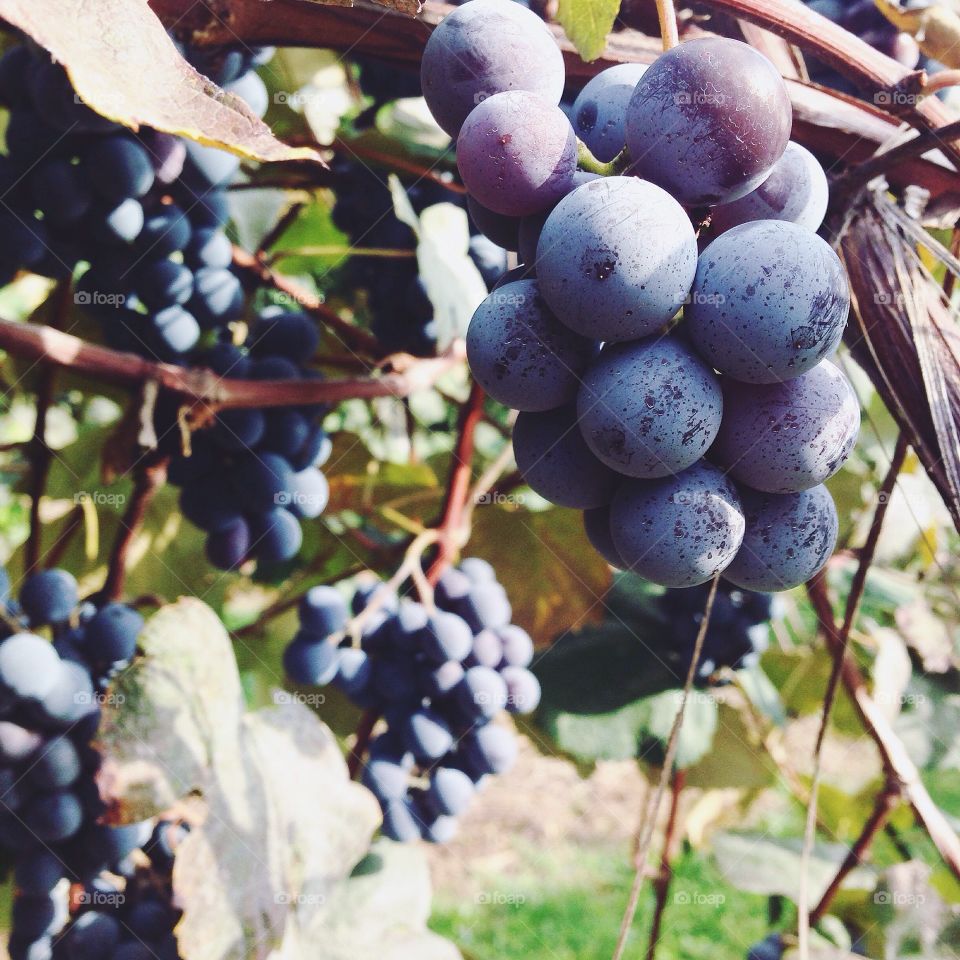 Close-up in the juicy grapes