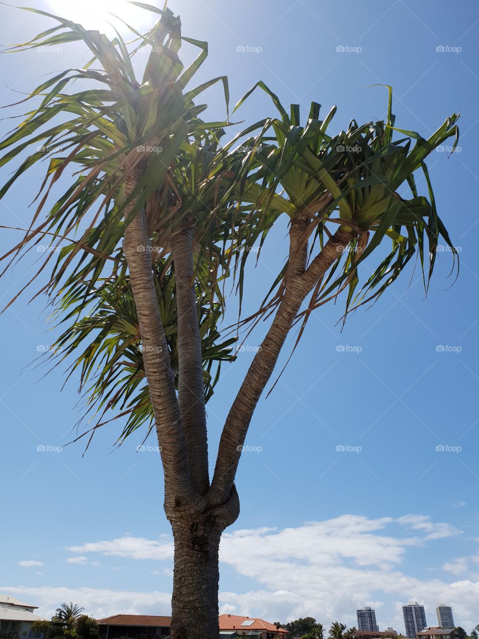 Palms reaching for the sun