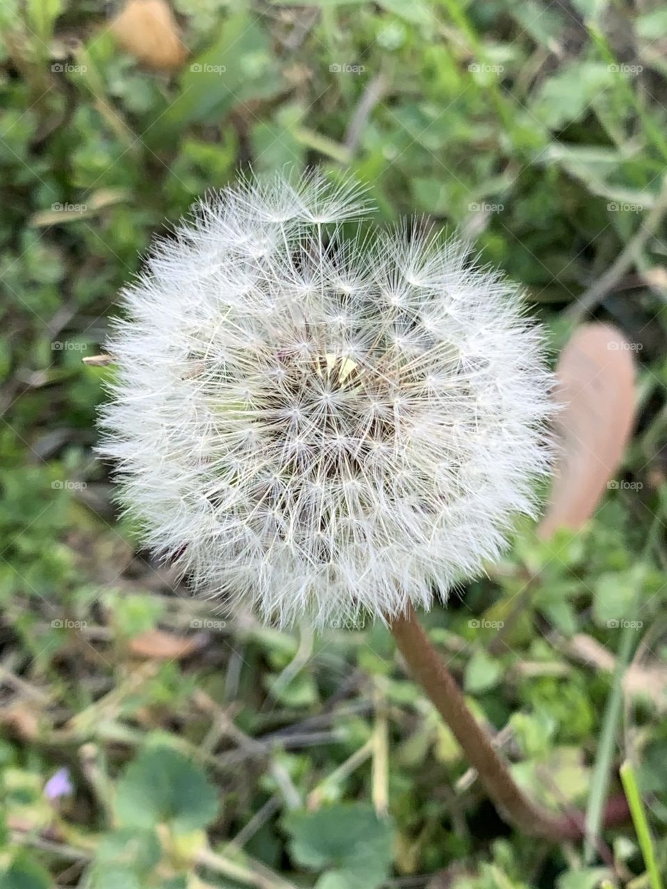 Make a wish 