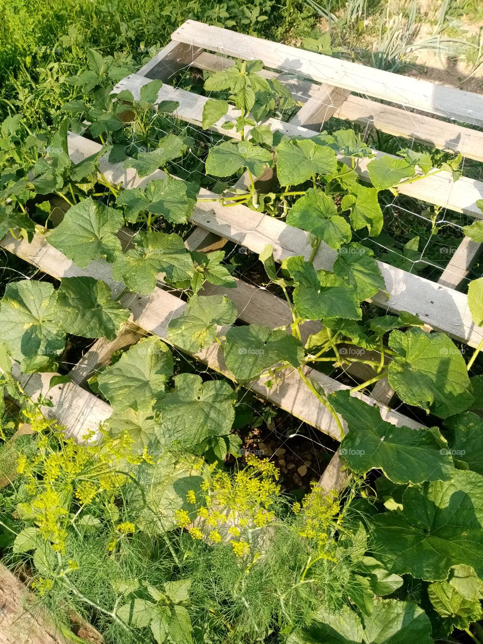 Permacultural garden