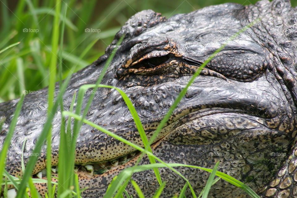 green grass animal eye by kshapley