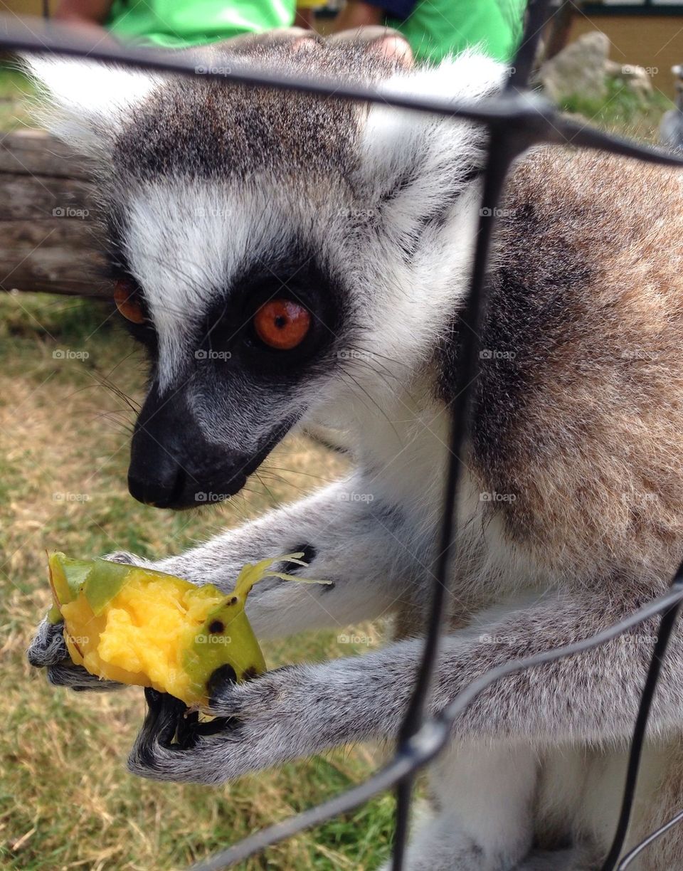 Lemur