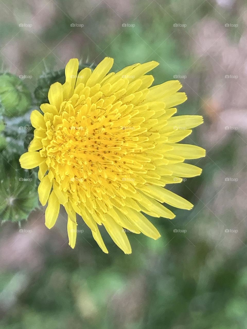 Close-up de flor amarela silvestre. Flor macro com pétalas alongadas.