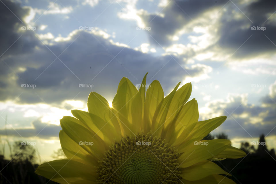 Sunflower and the sky