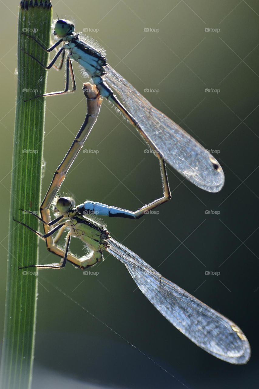 Mating of dragonflys in the sunlight 