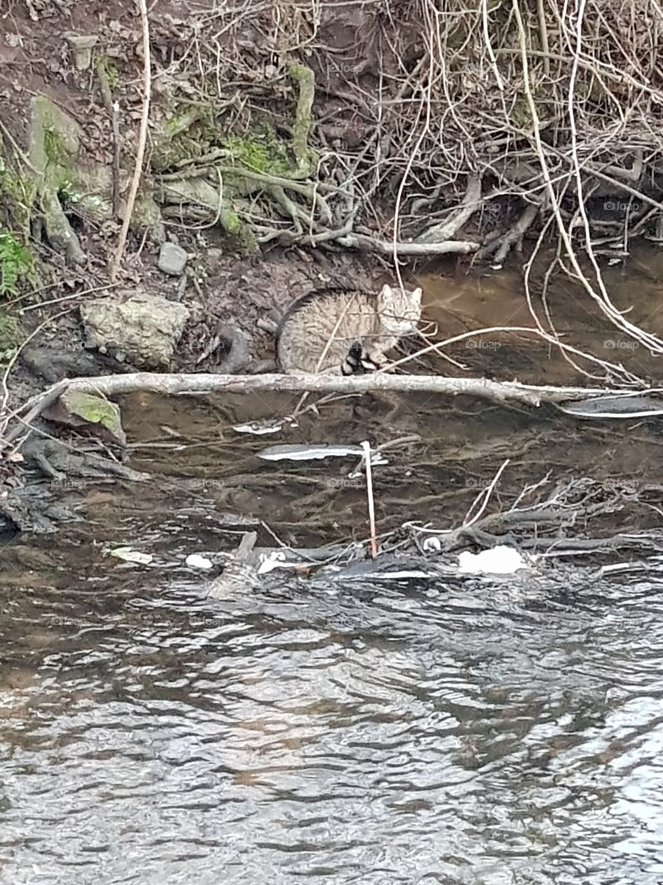 Cat at river
