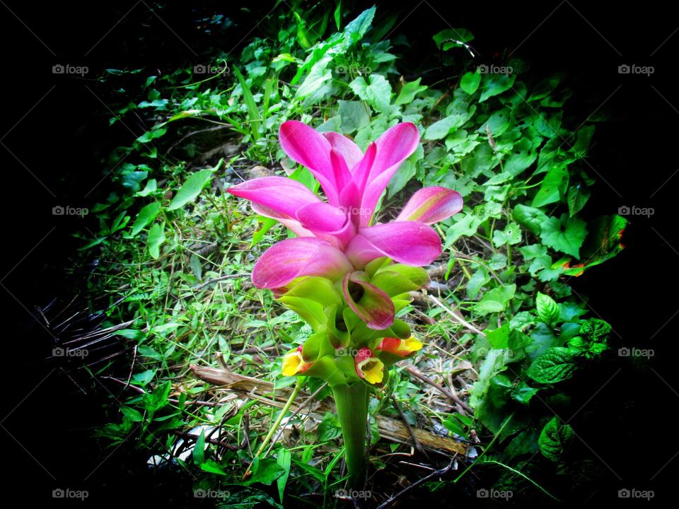 Flowers on dark side background