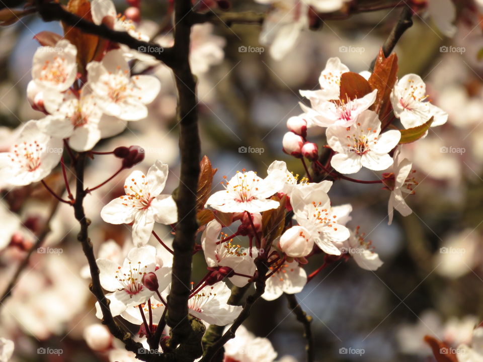 Spring blossom