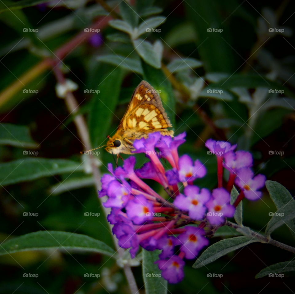 This is a little butterfly on some purple flowers getting some nectar from them on a warm sunny summer day.
