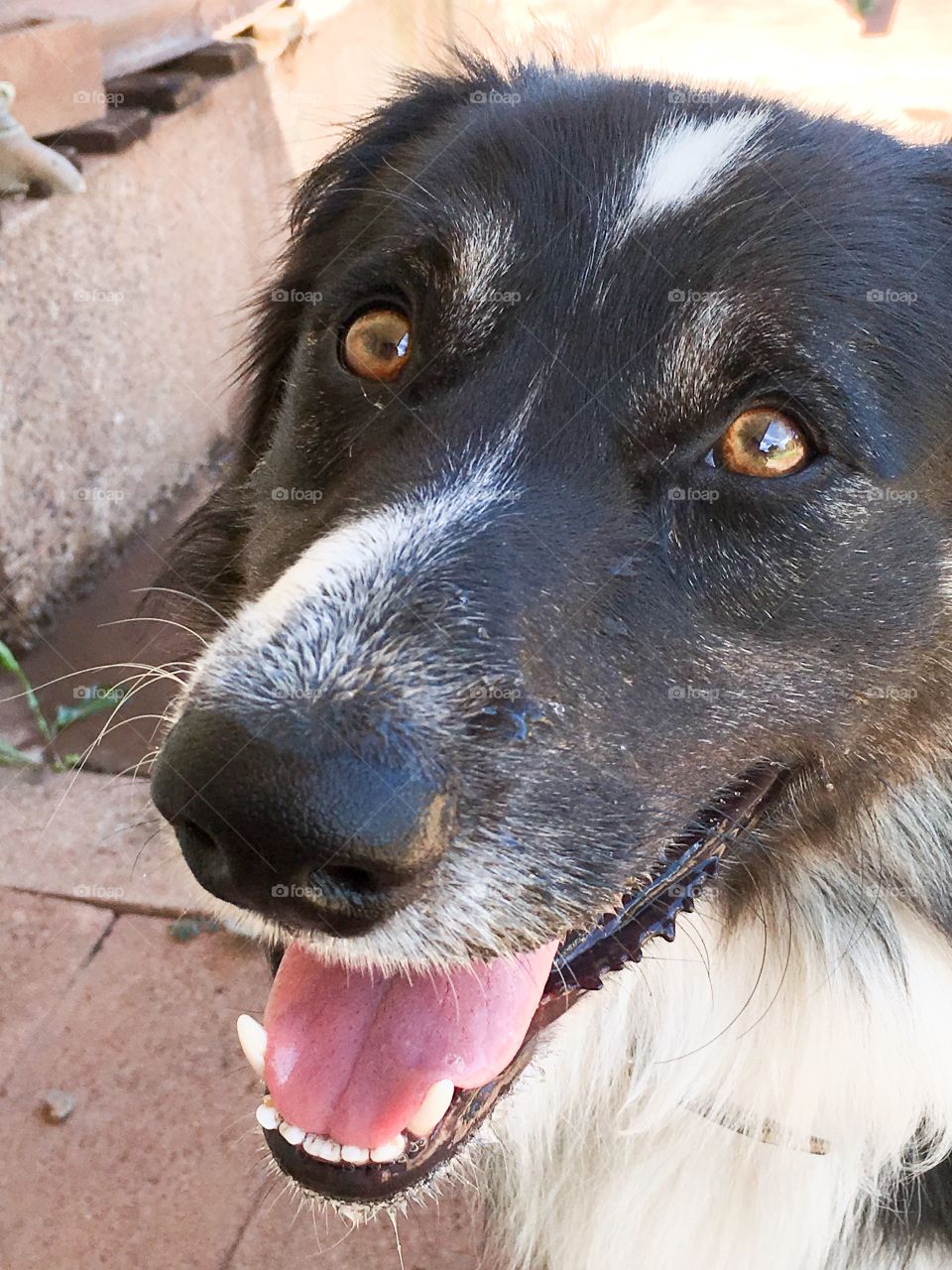 Happy and contented smiling collie dog