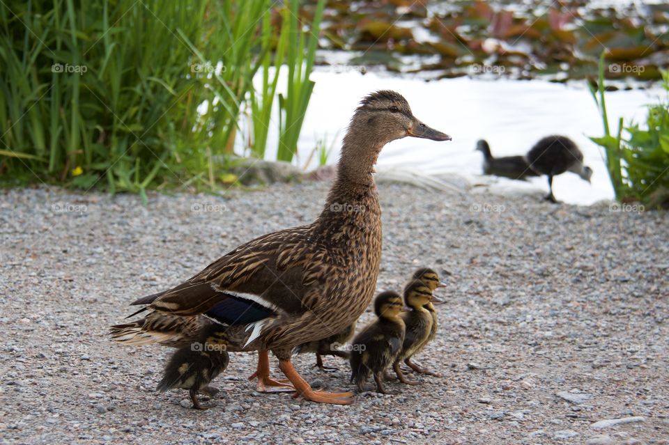 Mother duck walking . Mother duck walking 