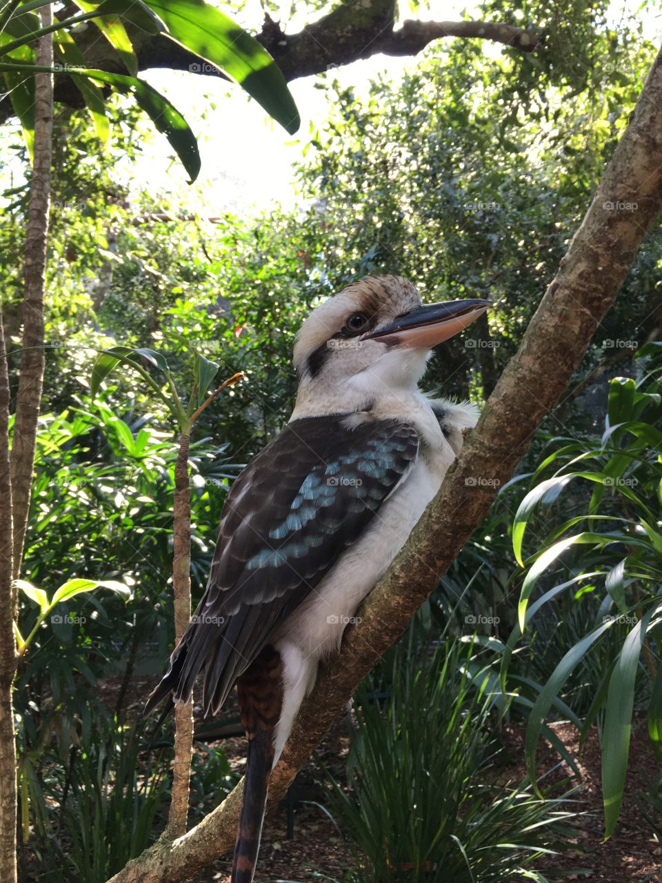 Kookaburra - Australia zoo 