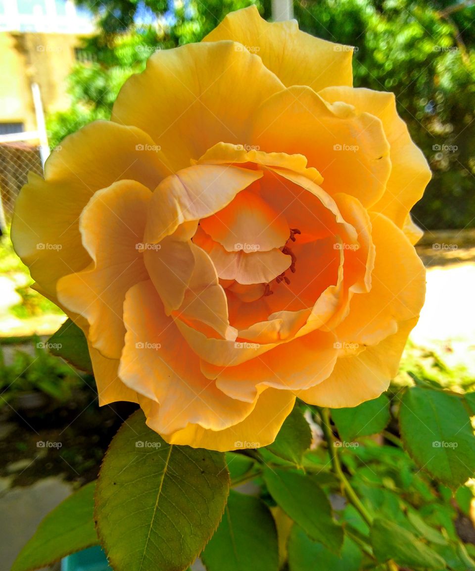 flor amarilla de mi jardín