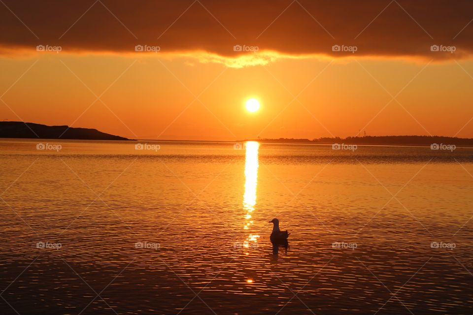 Orange sky reflecting in the ocean casting light path for a duck swimming in early morning 
