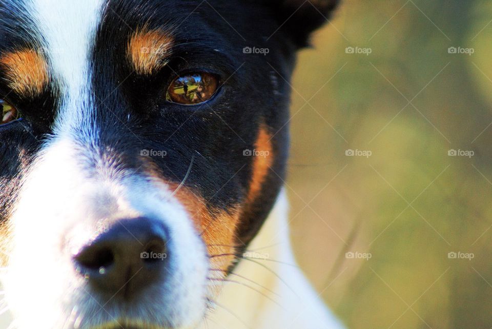 Dog head study