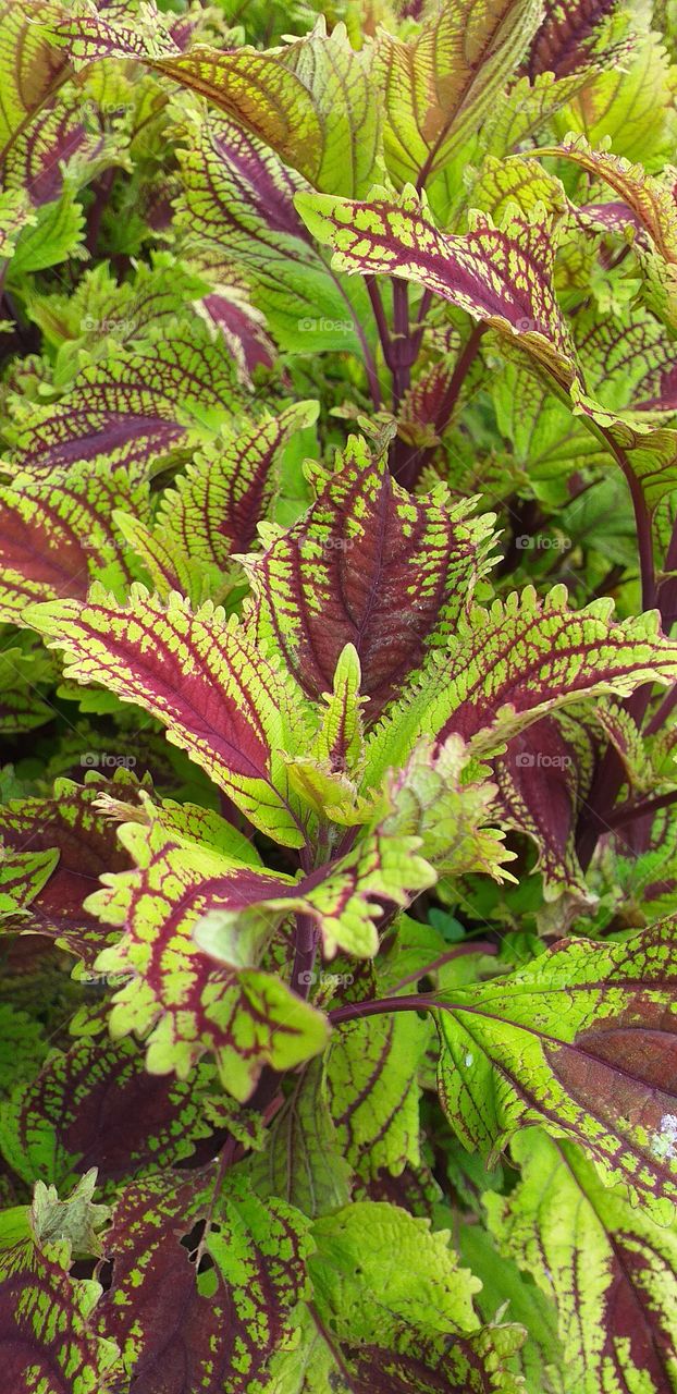 plants with analogous color