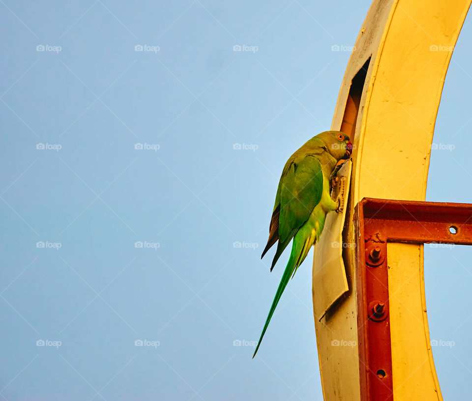 Bird photography - Indian parrot - nesting