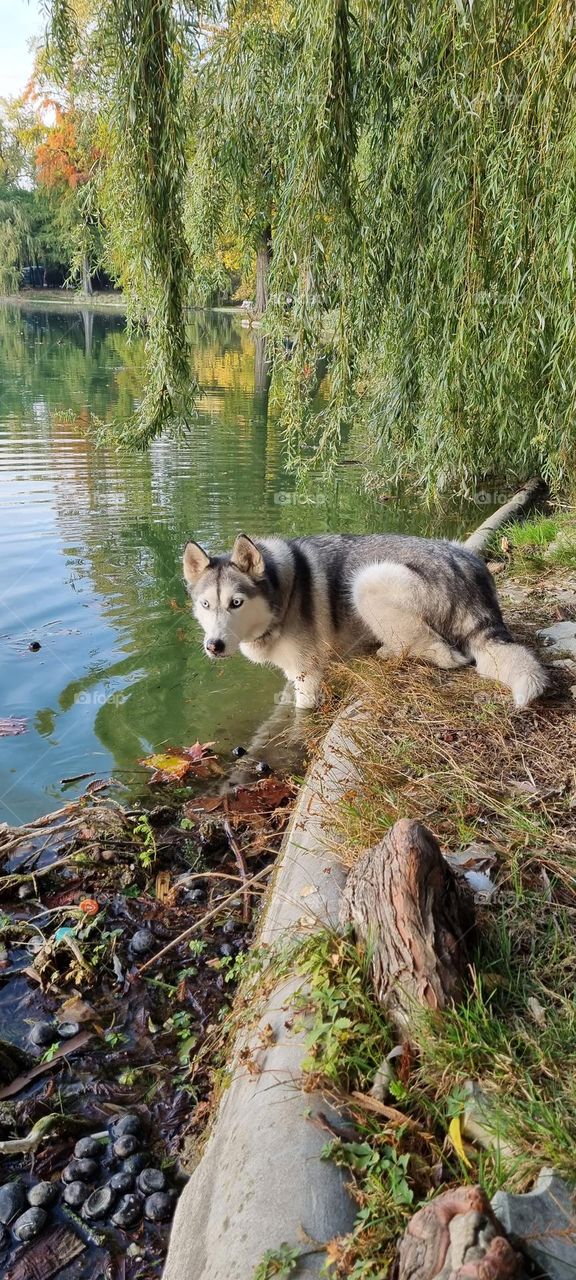 my best friend is not a human , is a jusky , her name is tara!