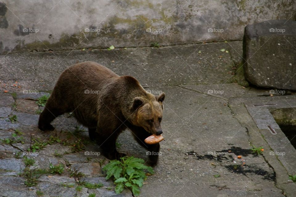 Bear Cesky Krumlov 