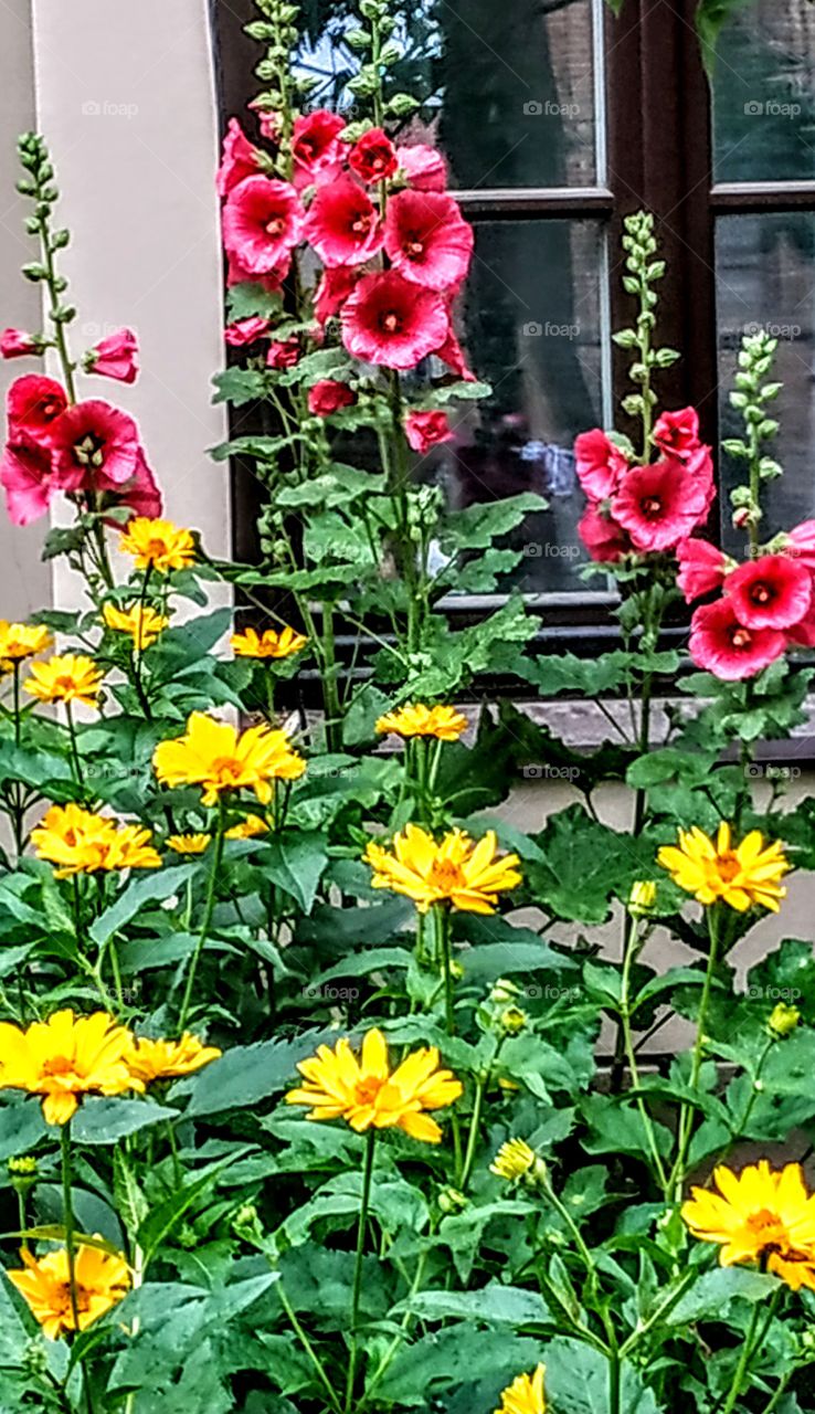 Flowers adorn life! (Vilnius, July, 2019).